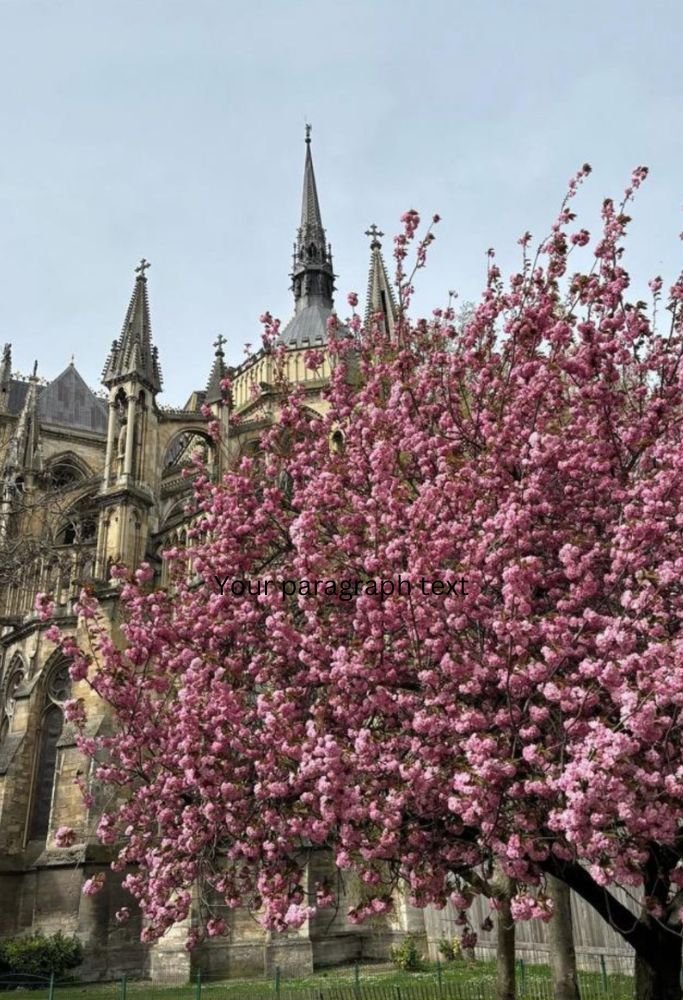 A stunning Gothic cathedral surrounded by cherry blossom trees in full bloom, with intricate spires reaching up into the spring sky.