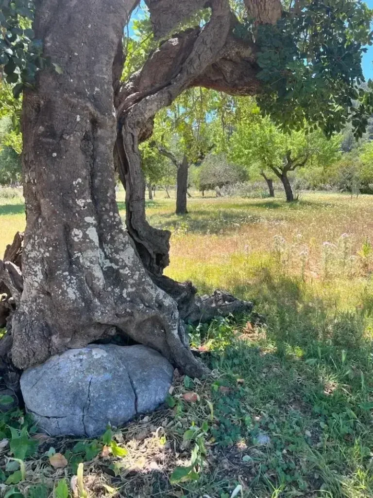 A close up of a tree in a field of light green grass and stones in Ireland.