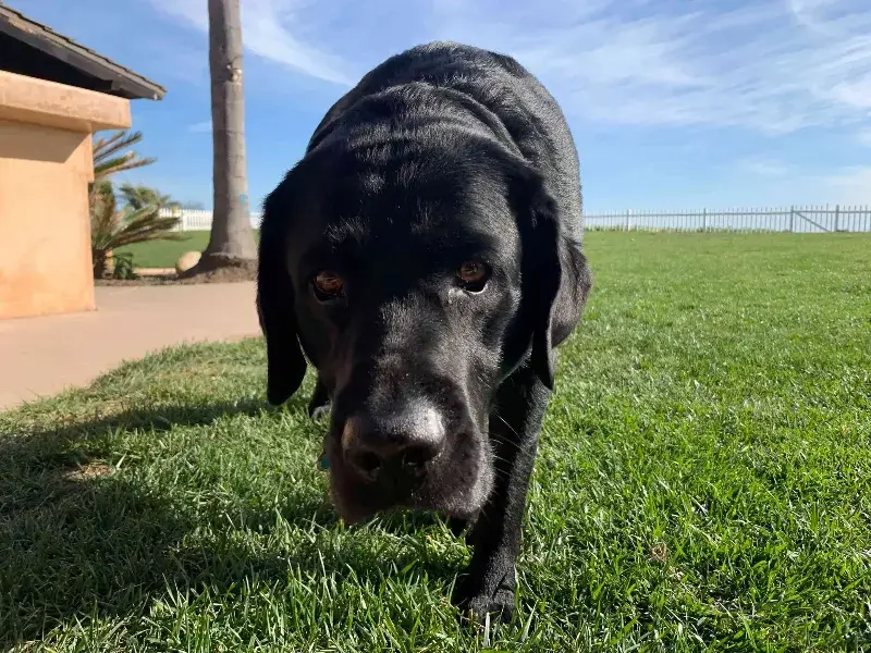 Our black lab Mo putting his nose up to the camera in the yard in California on a sunny day.