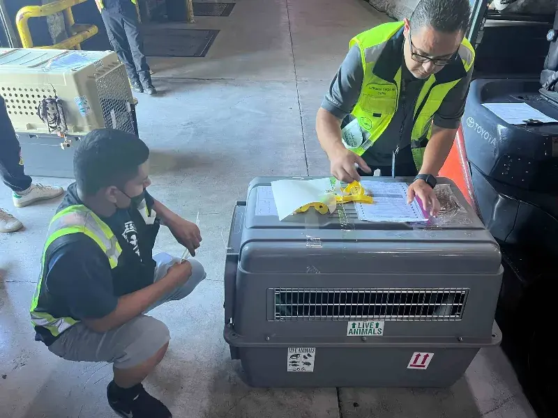 Two officials checking the dog's paperwork during 