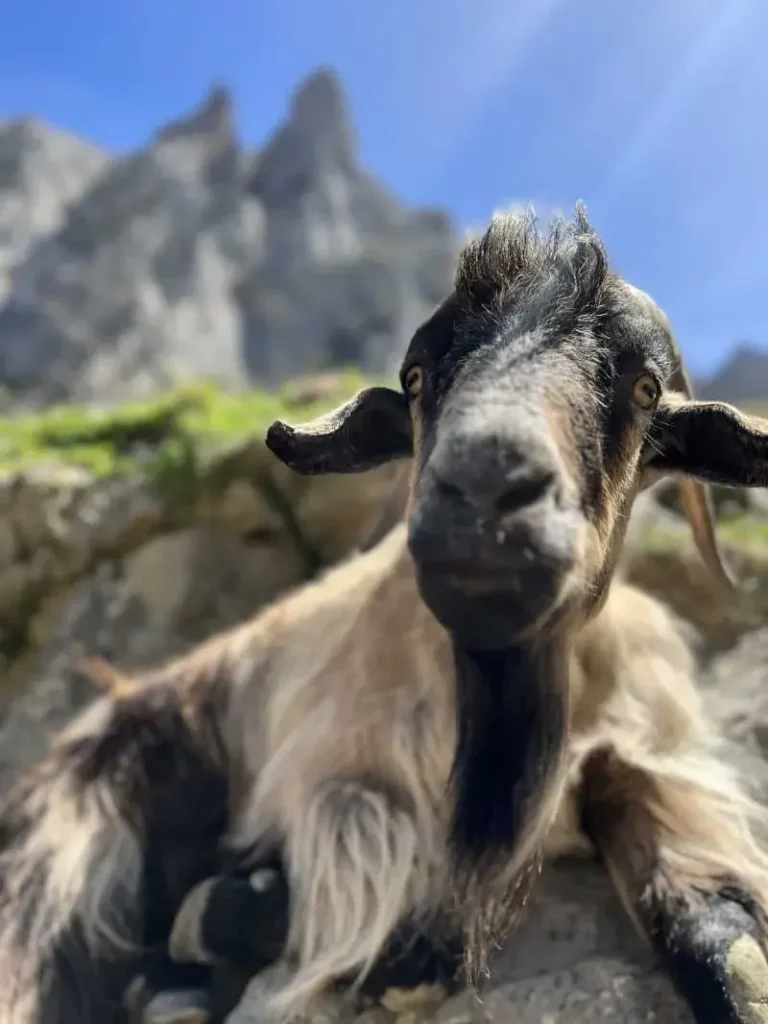 Goat Friend in Picos de Europa