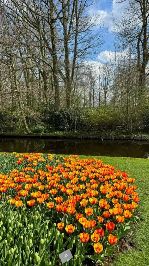 Keukenhof Garden Orange Tulips