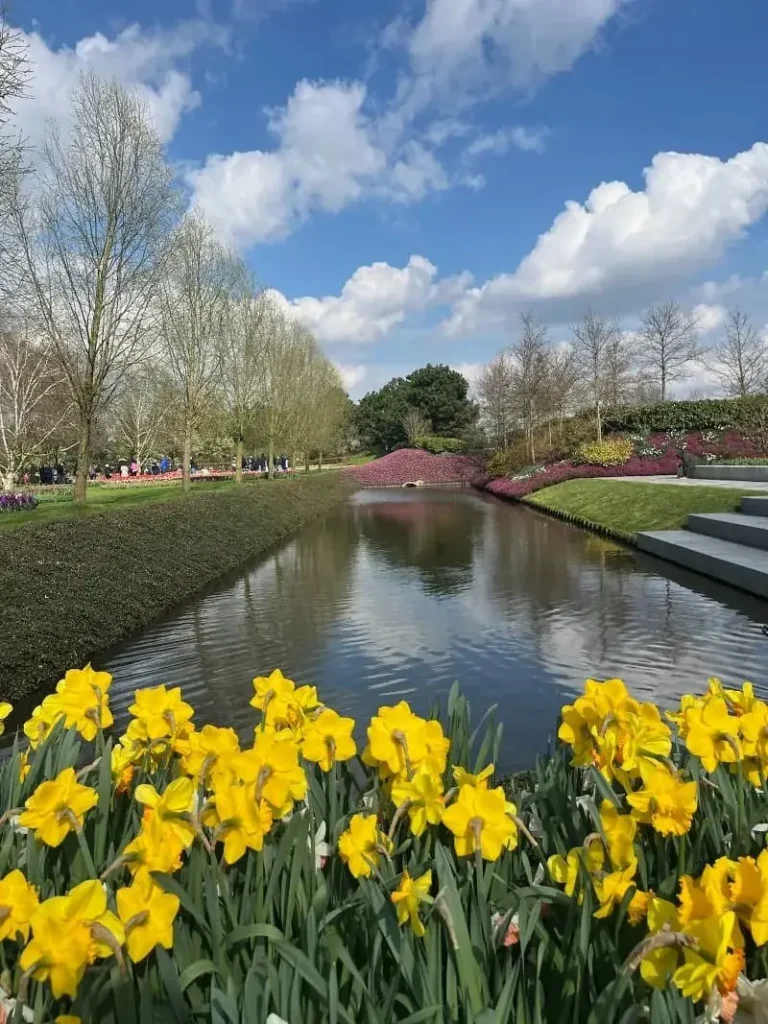 Keukenhof Garden Yellow Flowers