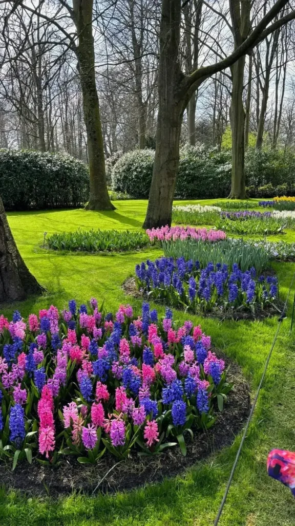 Keukenhof Tulips Garden Flowers