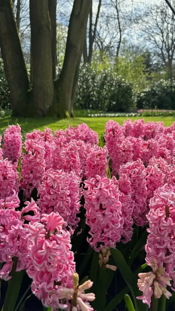 Pink Flowers Spring