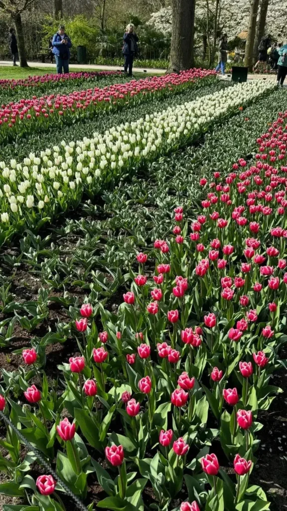 Pink and White Tulips