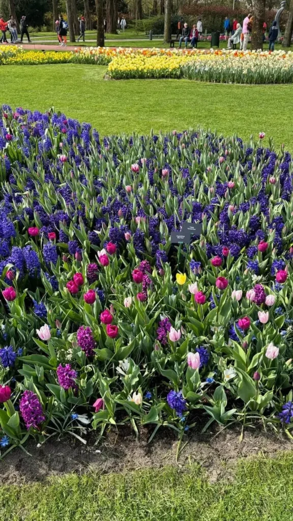 Purple Tulips