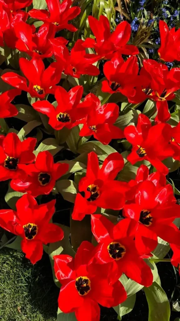 Red Tulips Netherlands