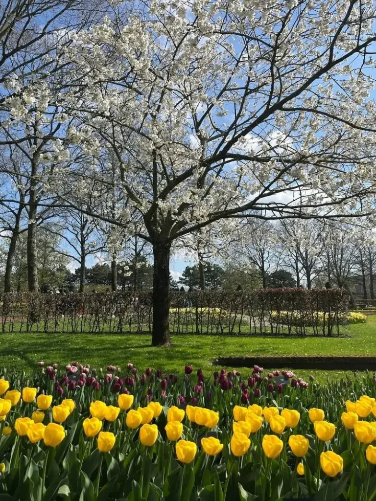 Spring Blossom Tulips