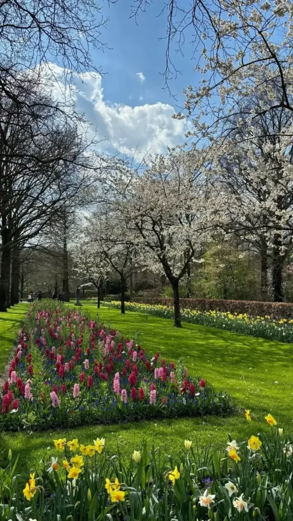 Tulips Garden Amsterdam