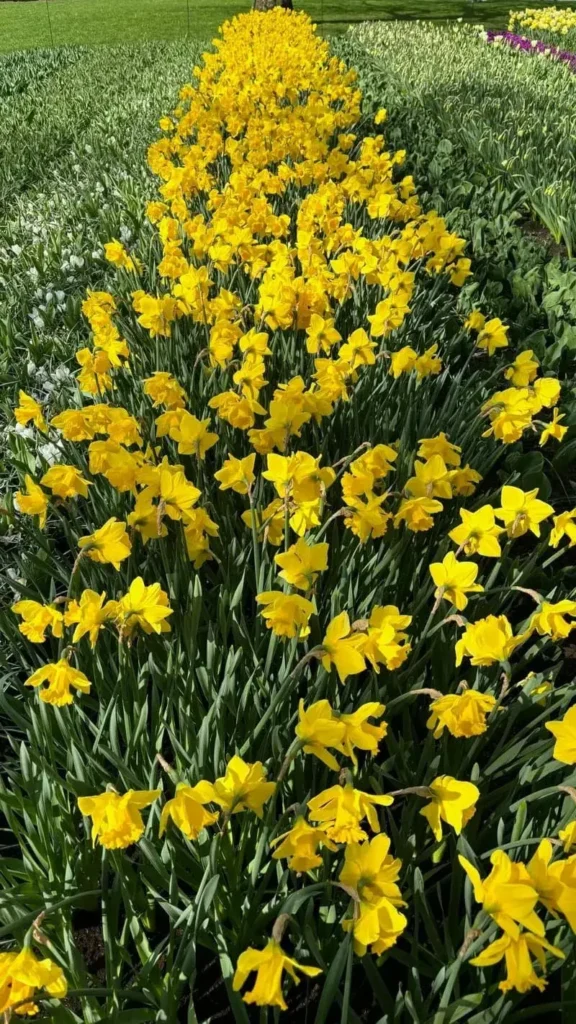 Tulips Yellow Netherlands