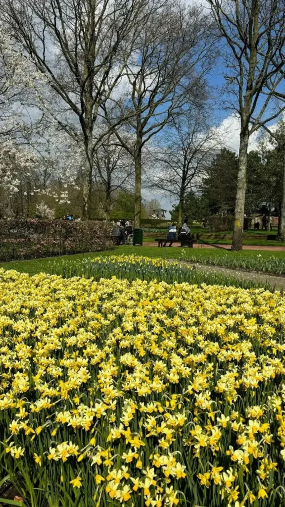 Yellow Tulips