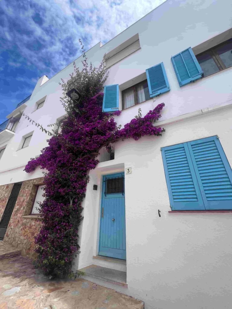 A white building with blue door and windows covered with bougainvillea