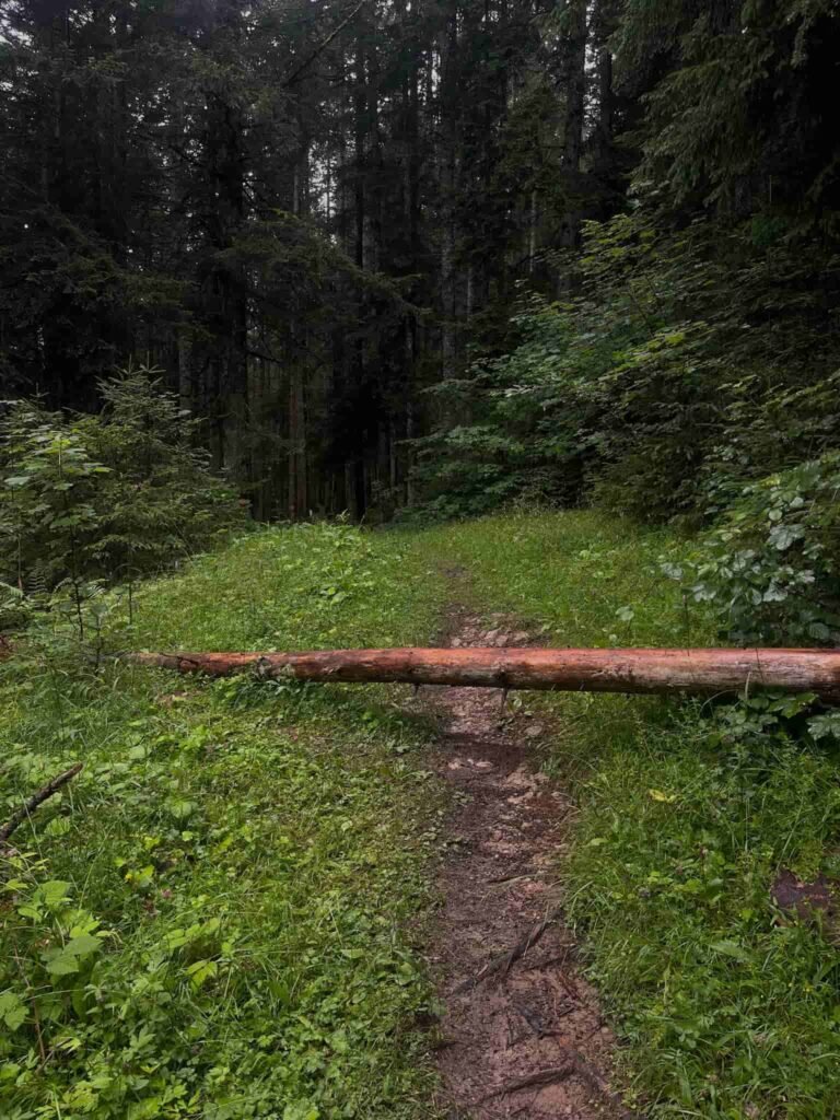 A log blocking the narrow road on a hiking trail in Austria.