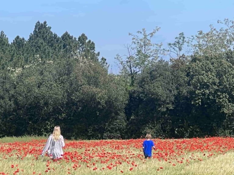 Beautiful poppy field in Costa Brava.