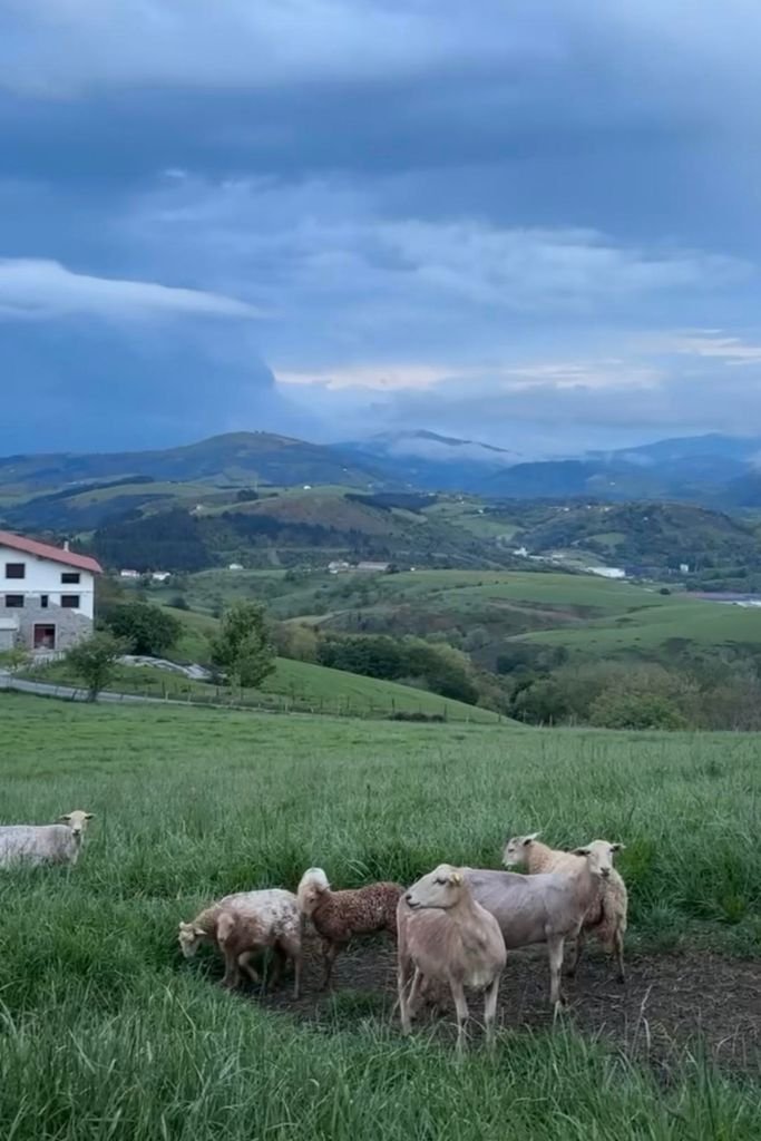 Field with sheep outside San Sebastian on a gloomy weather.