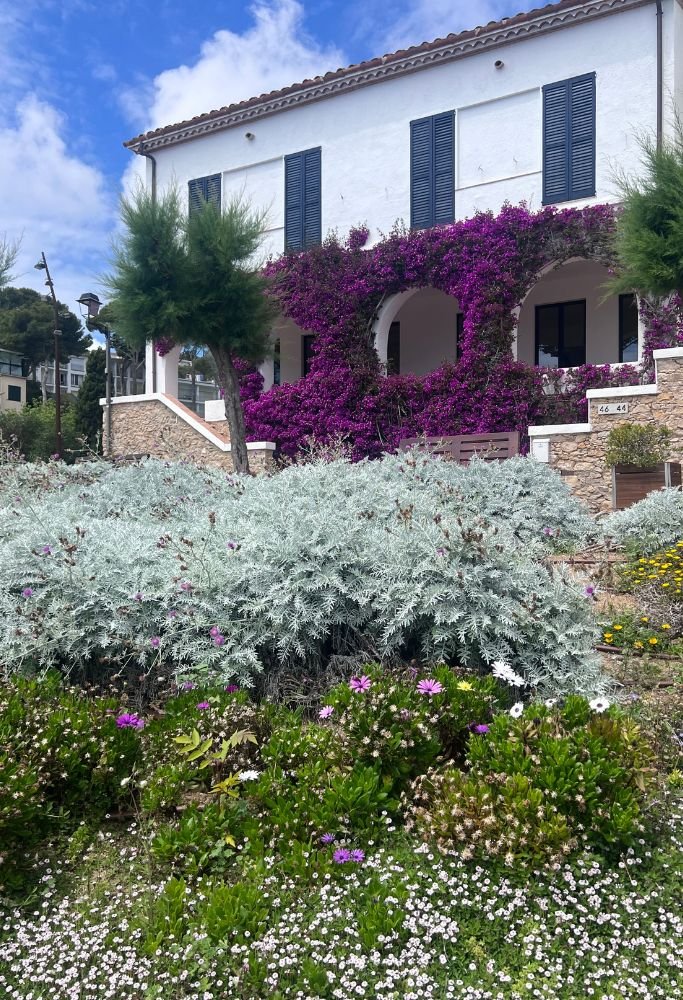 A beautiful white villa adorned with vivid purple bougainvillea and lush greenery in the garden, showcasing Mediterranean architecture and floral landscapes. Does Spain allow dual citizenship for expatriates in settings like this?