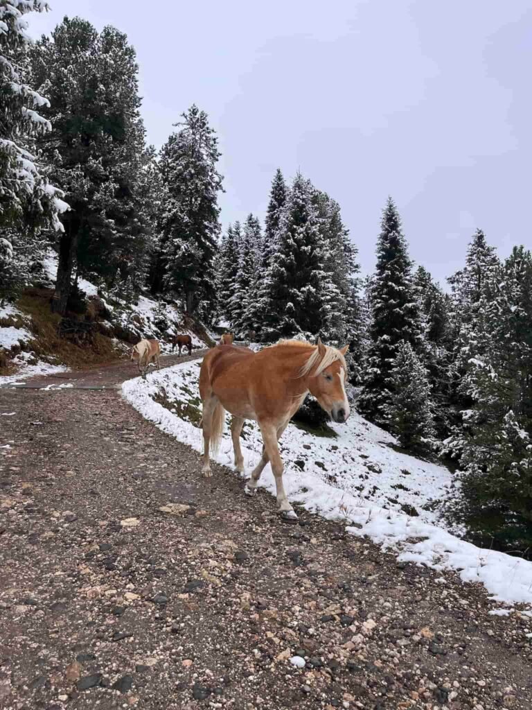 Horses in the Dolomites ranch.