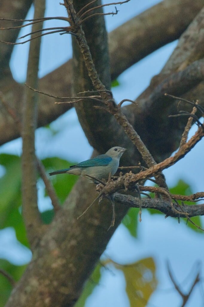 A bird on a tree.