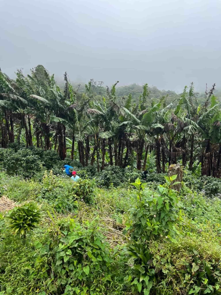 Green fields with trees in Panama.