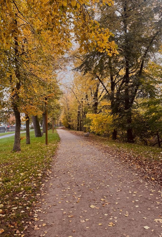 A peaceful park path lined with golden autumn leaves and tall trees, creating a serene atmosphere. The beauty of seasonal changes in France can be particularly captivating for American expats.