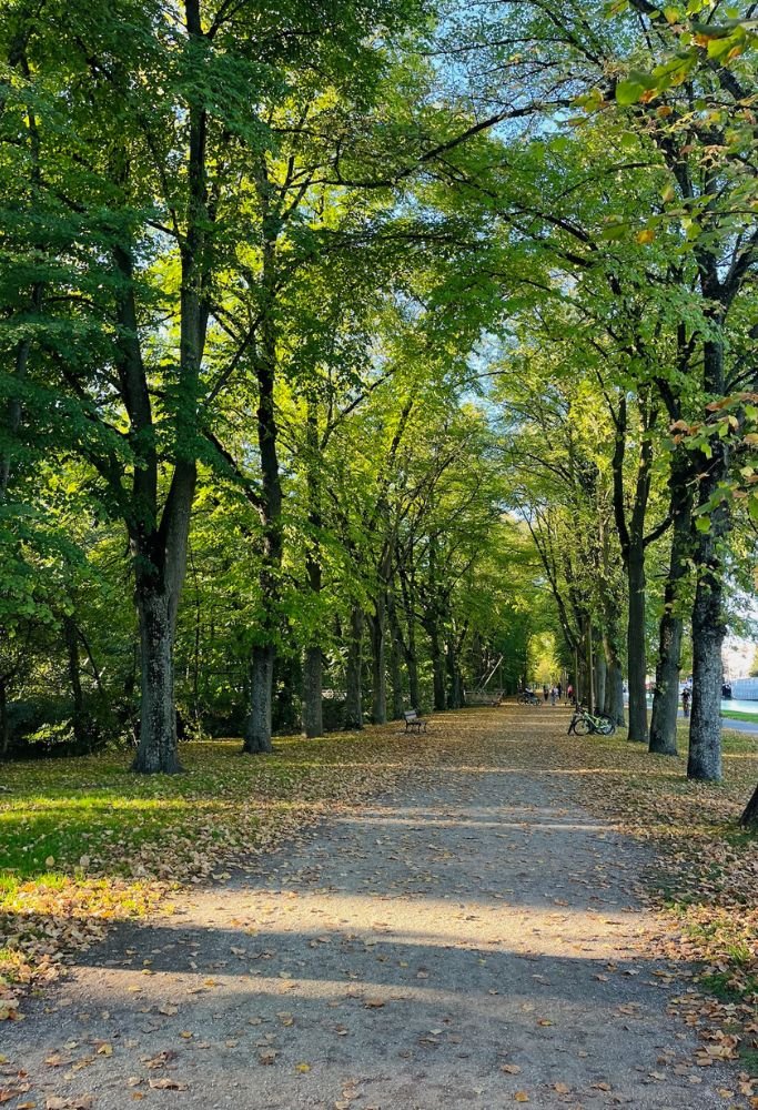 A sunlit park pathway framed by rows of green trees and fallen leaves, creating a calming natural tunnel. Such scenic spots are ideal for long walks, a simple pleasure for Americans adjusting to life in France.