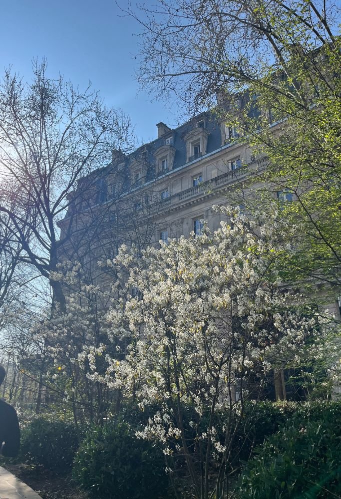 Blooming white trees under a clear blue sky with sunlight peeking through the branches, highlighting the beauty of springtime in France