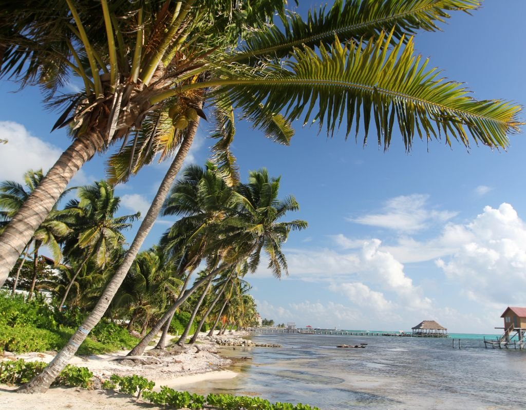 A dreamy tropical beach with rows of leaning palm trees and shallow turquoise water under a bright blue sky in Belize, perfect for those chasing sunshine year-round.